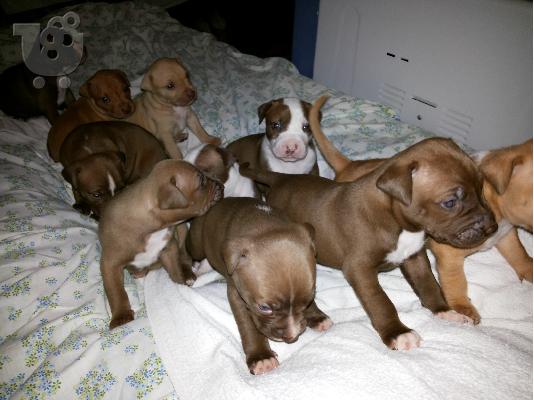 American Pitbull red nose